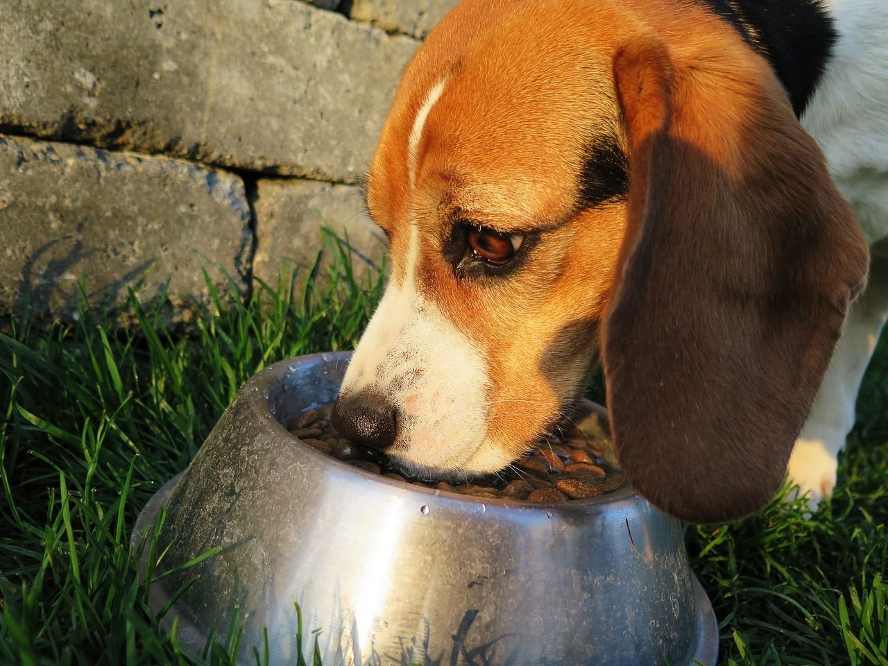 Zdrowa dieta dla psa – jak powinna ona wyglądać?