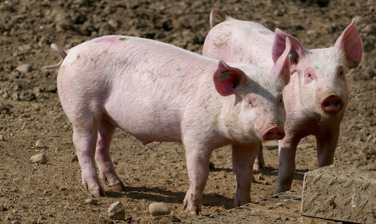 Jakie zalet niesie ze sobą hodowla świń?